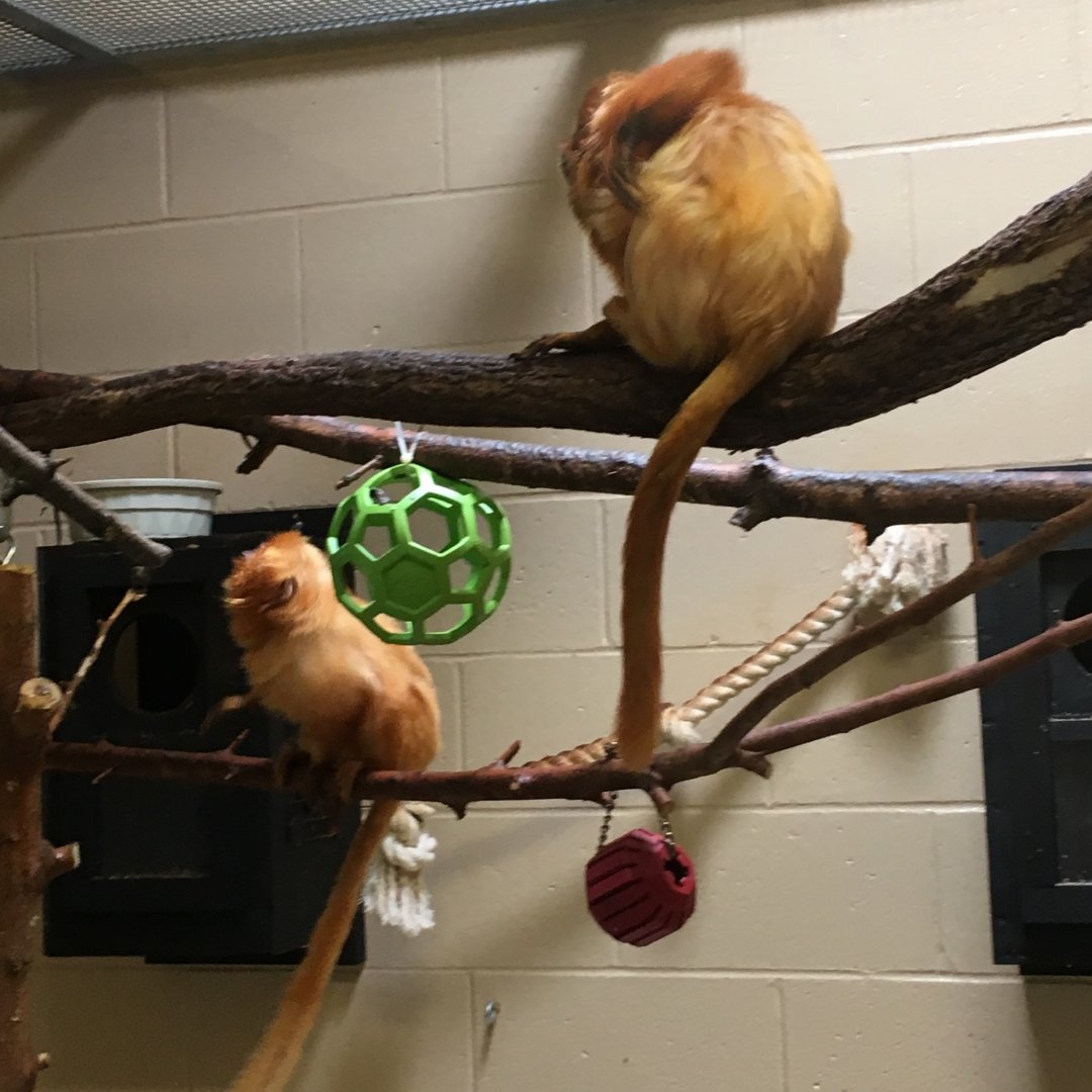 Golden Lion Tamarin | Henry Vilas Zoo