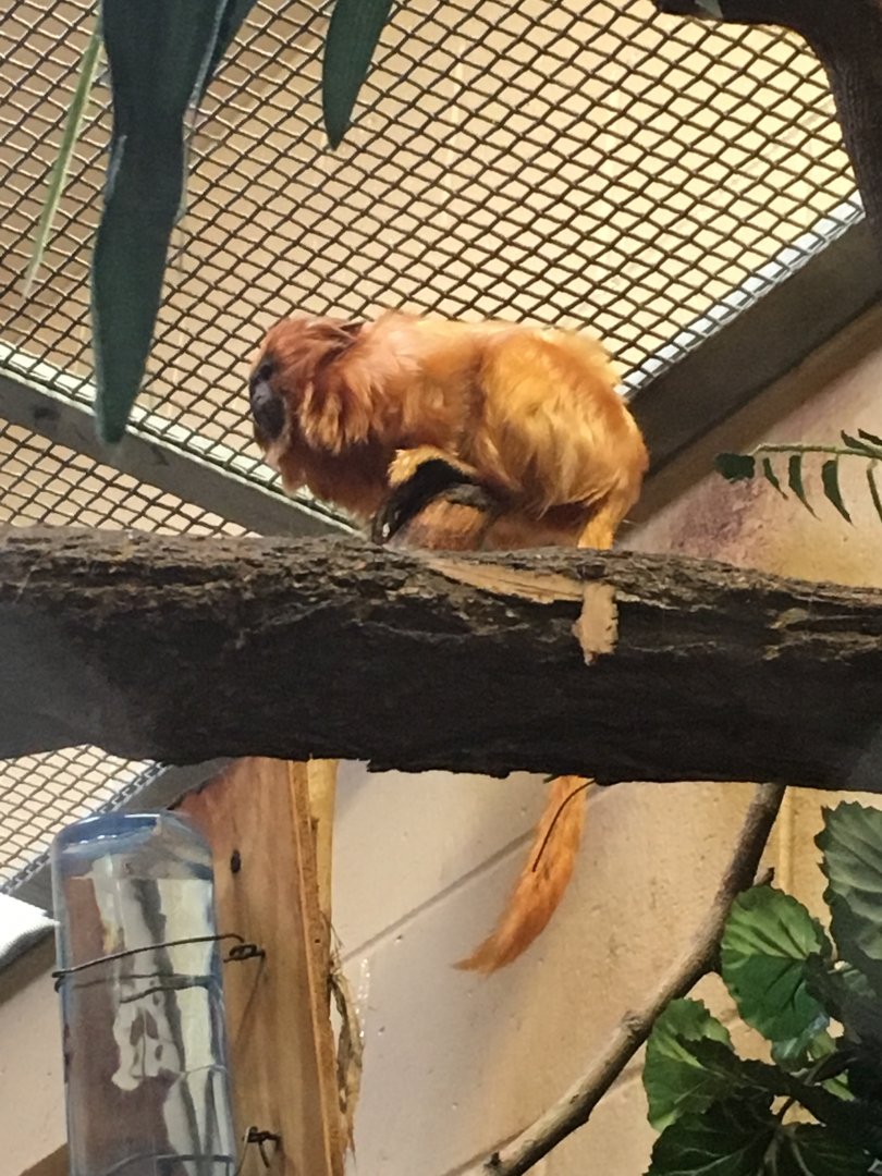 Golden Lion Tamarin | Henry Vilas Zoo