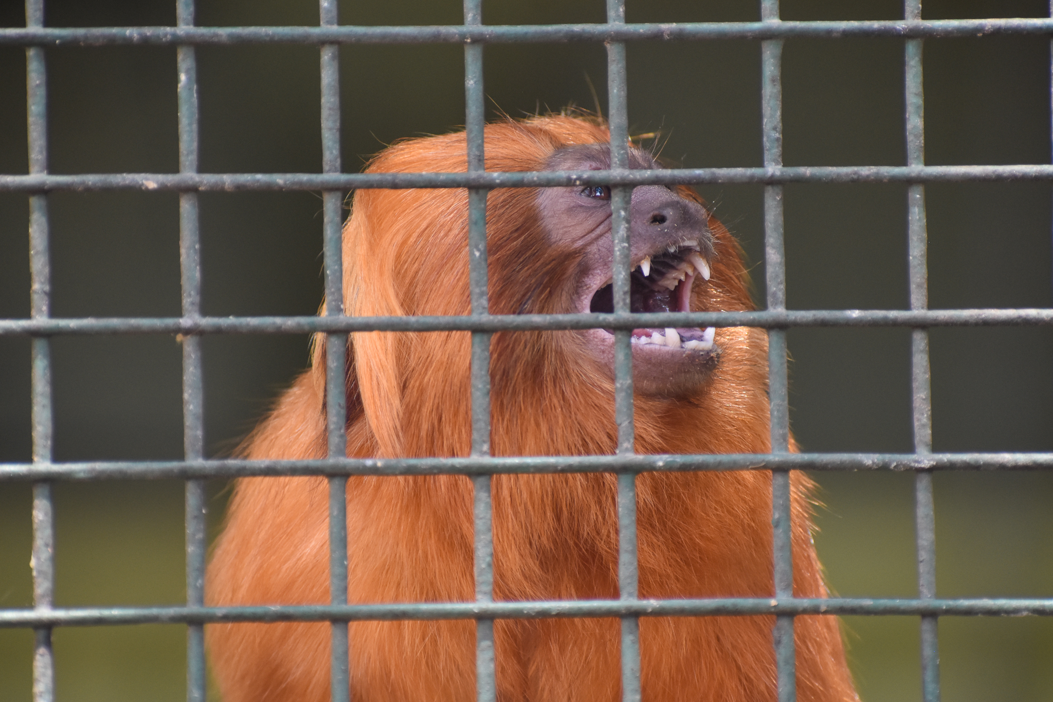 Golden Lion Tamarin - imported from Europe
