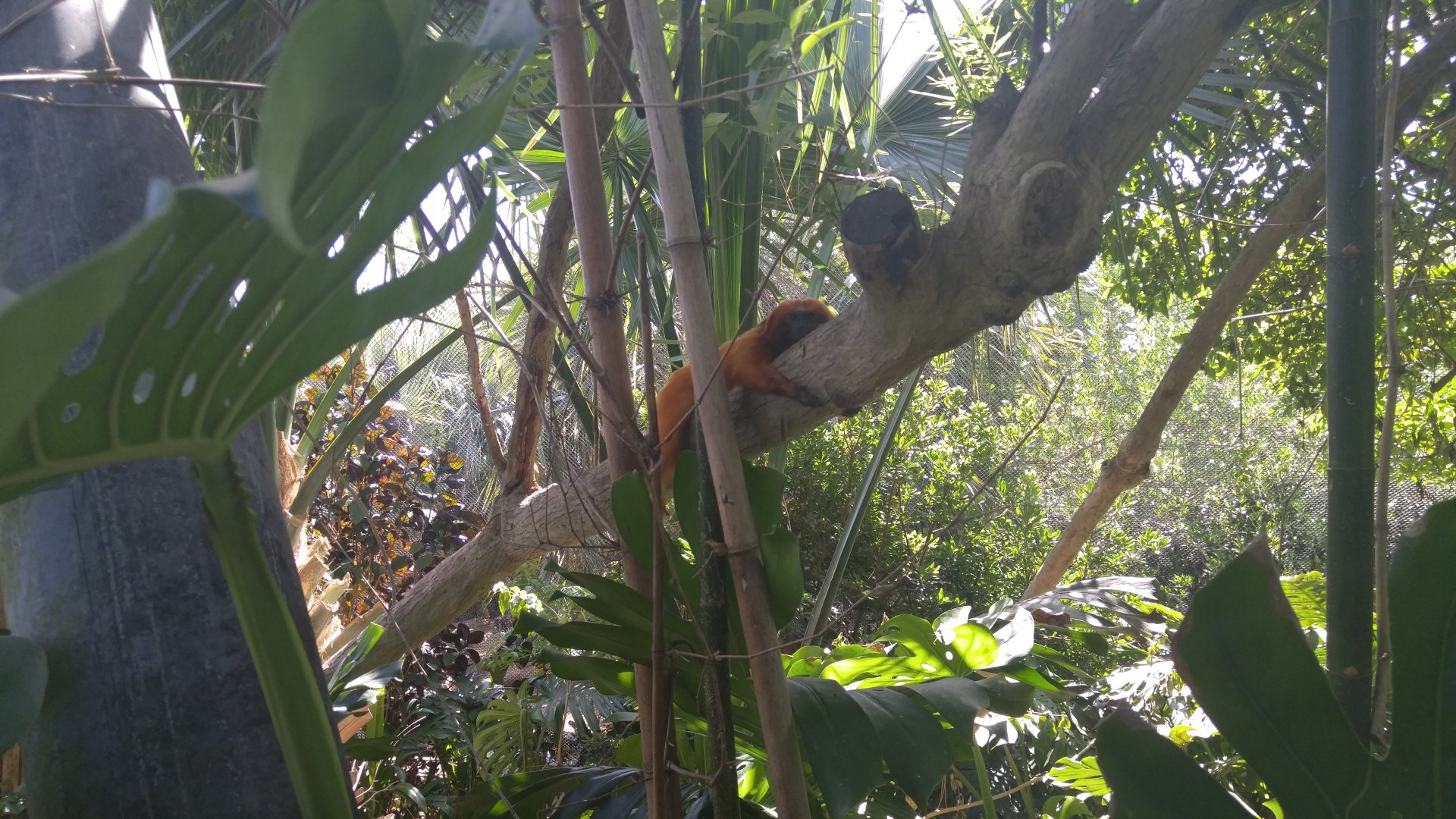 Golden lion tamarin in Caribbean exhibit
