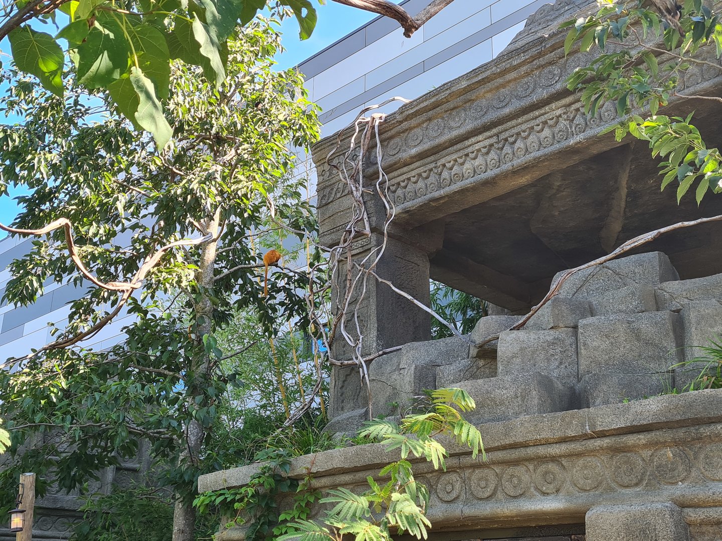 Golden lion tamarin in Monkey ruins