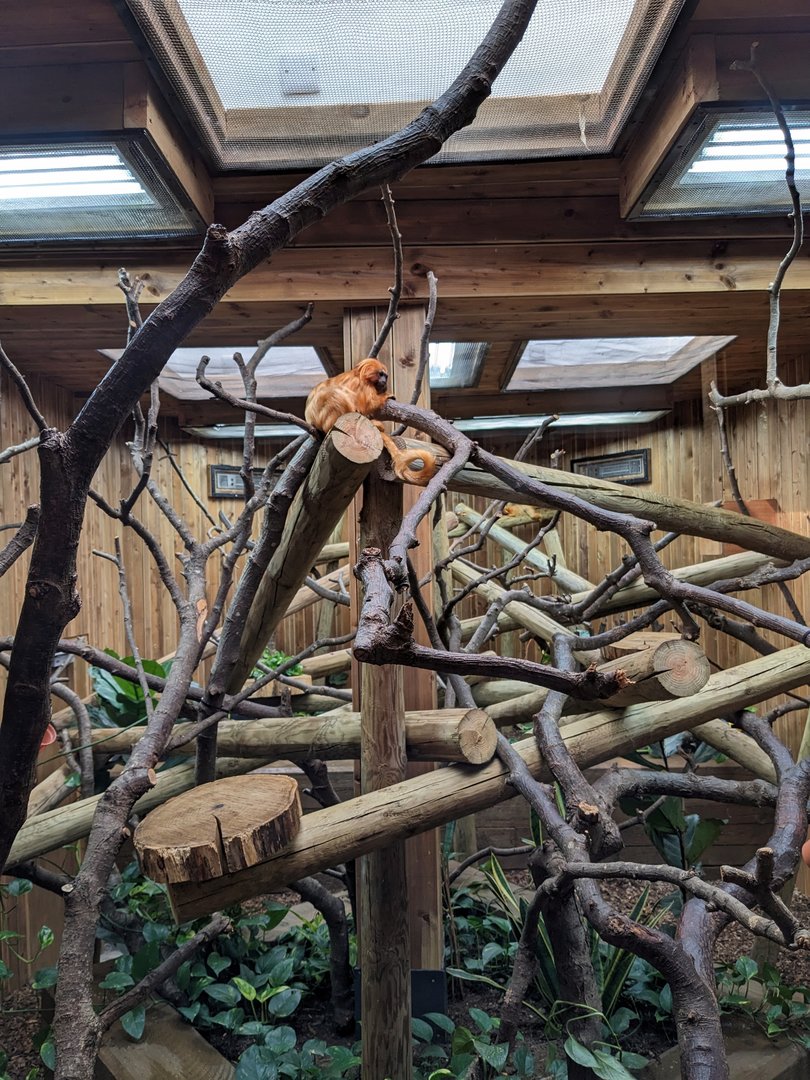 Golden Lion Tamarin Indoor Enclosure