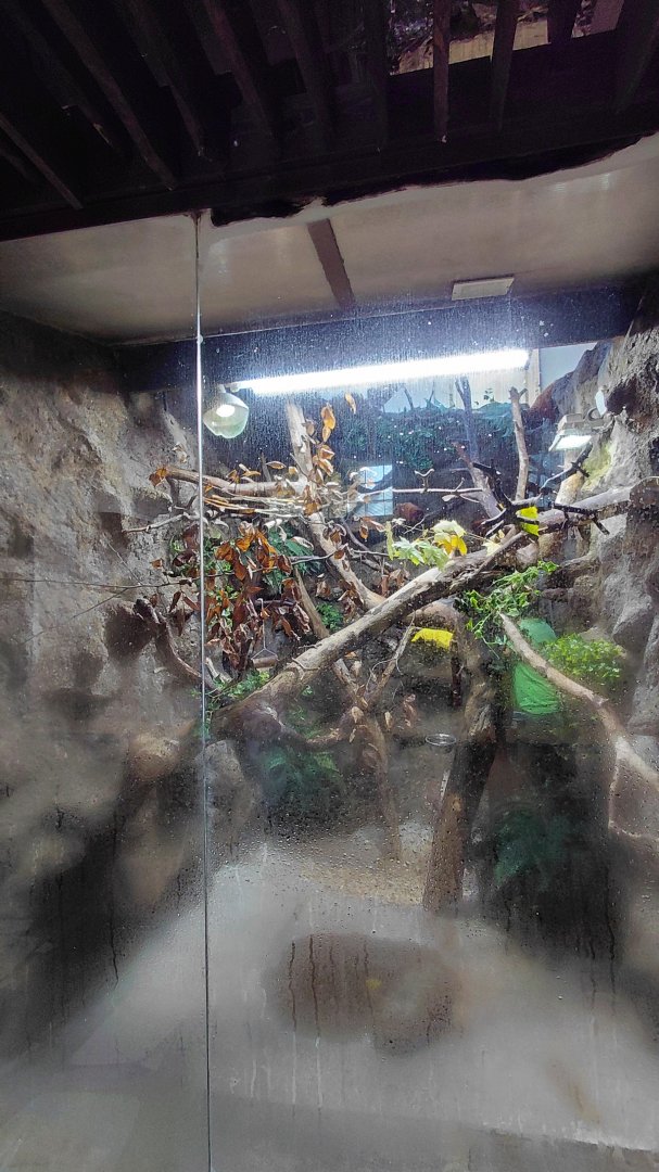 Golden lion tamarin indoor exhibit