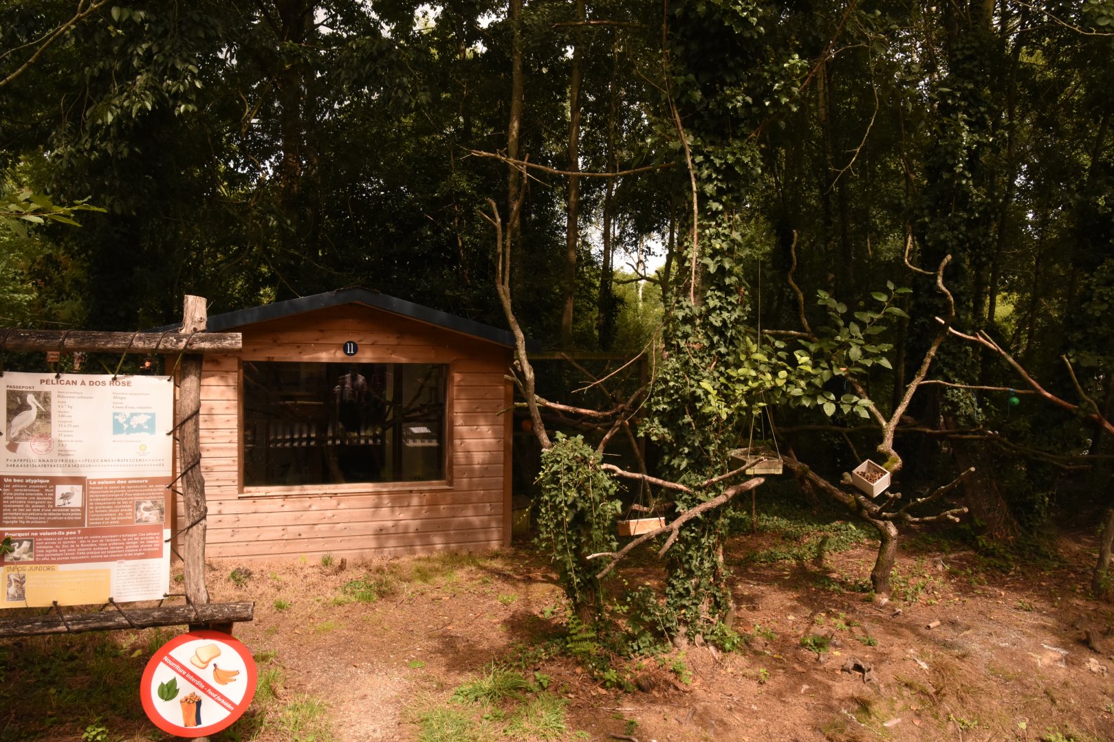 Golden Lion Tamarin island