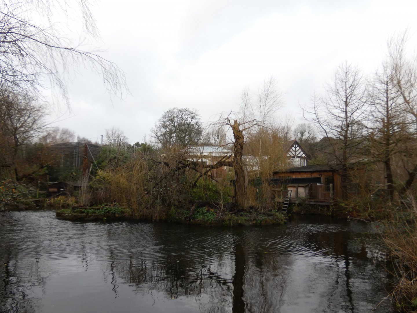Golden lion tamarin island