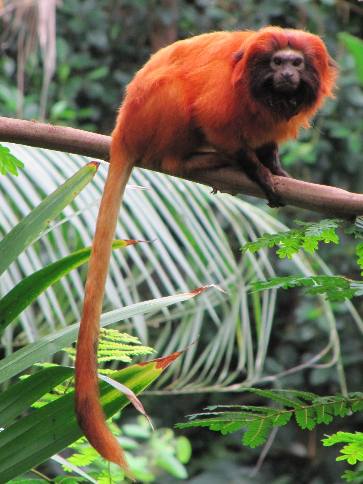 Golden Lion Tamarin july 2010