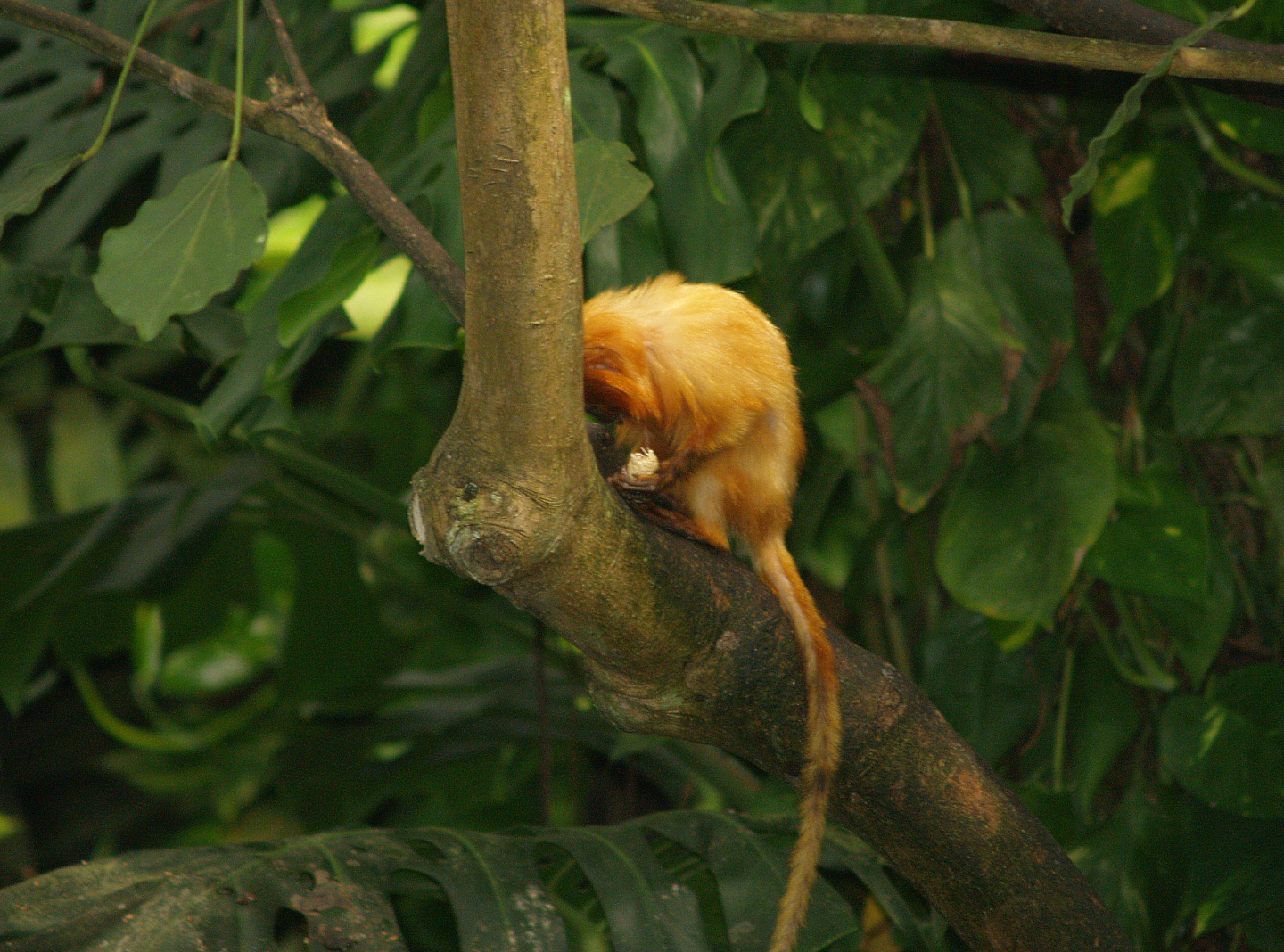 Golden lion tamarin (Leontopithecus rosalia), 2006-07-08