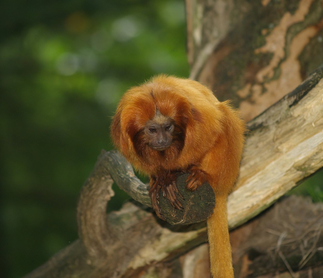Golden lion tamarin (Leontopithecus rosalia), 2007-09-16