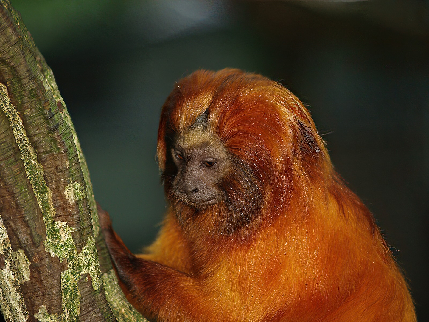 Golden lion tamarin (Leontopithecus rosalia), 2007-09-16
