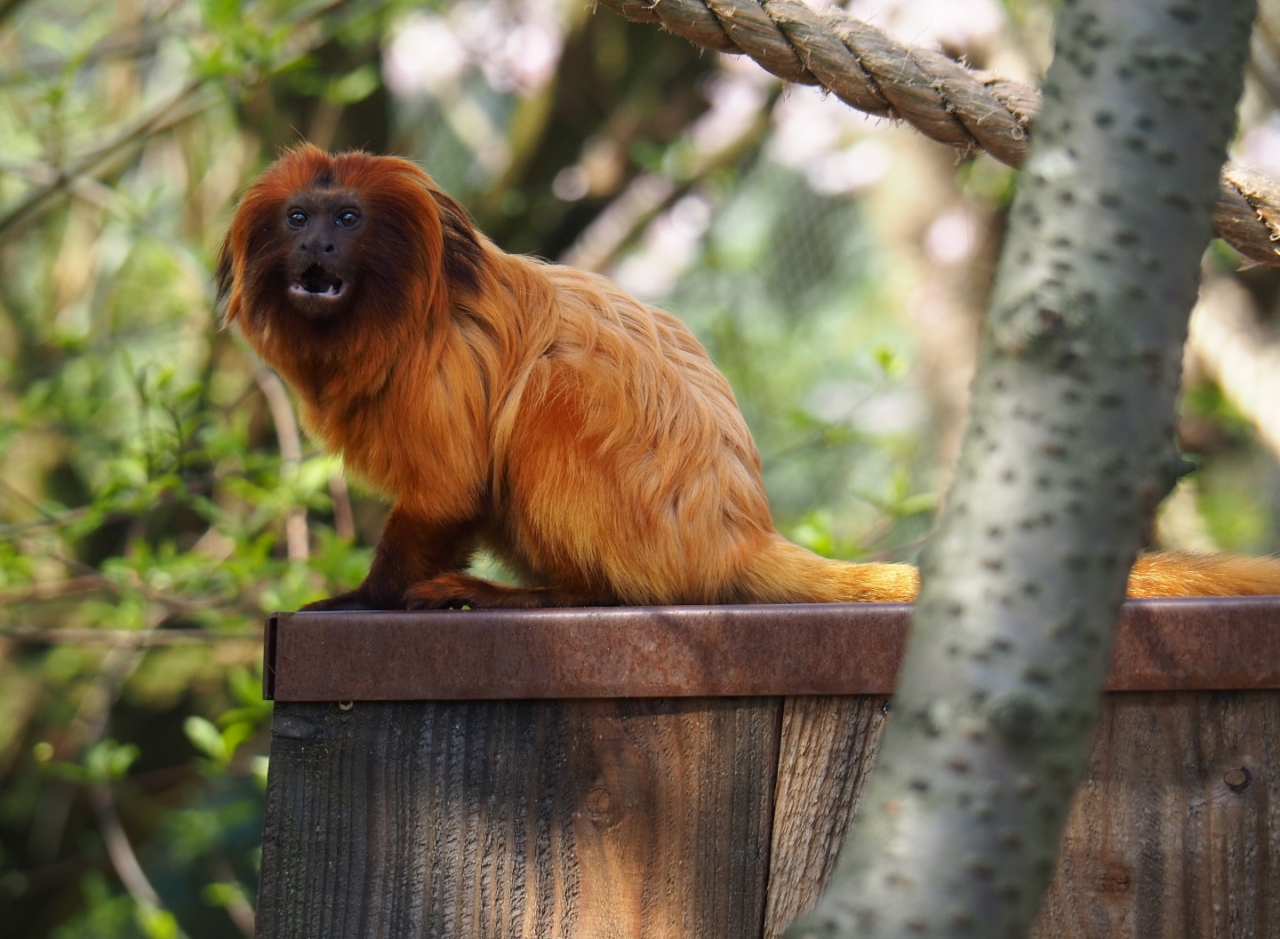 Golden lion tamarin (Leontopithecus rosalia), 2019-03-30