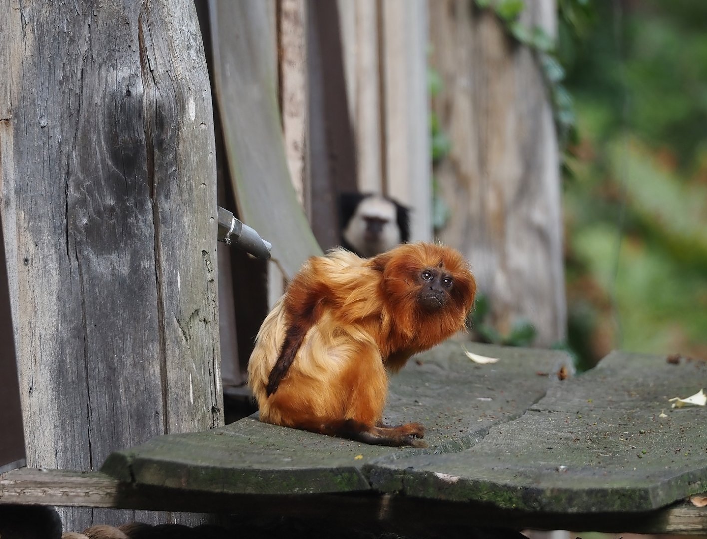 Golden lion tamarin (Leontopithecus rosalia), 2024-08-21
