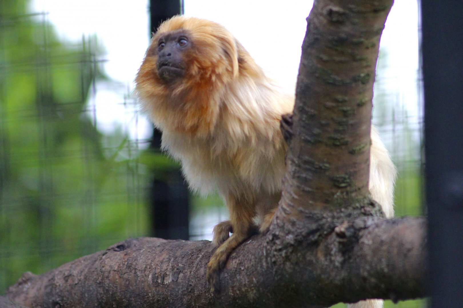 Golden lion tamarin (Leontopithecus rosalia) at Belfast Zoo - 04/09/2021