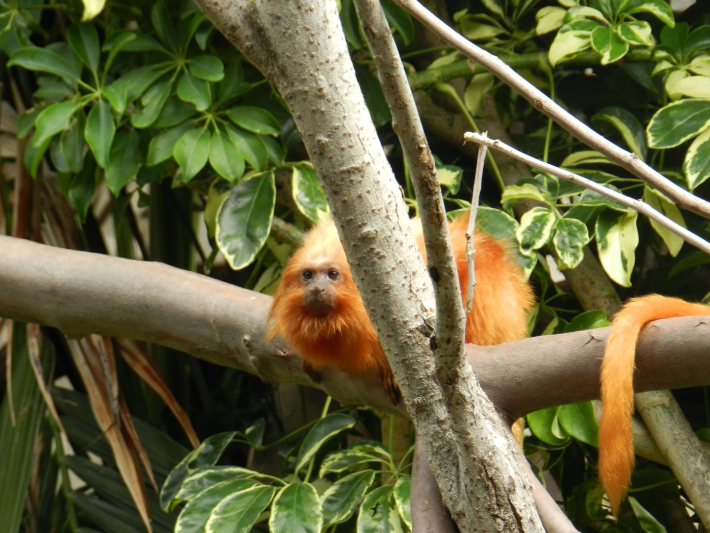 Golden Lion Tamarin (Leontopithecus rosalia) at Jardim Zoológico de Lisboa, Portugal*