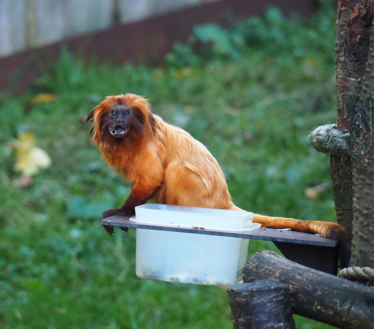 Golden lion tamarin (Leontopithecus rosalia), Oct 13th, 2018