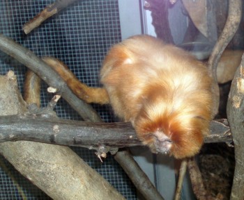 Golden Lion Tamarin (Leontopithecus rosalia)