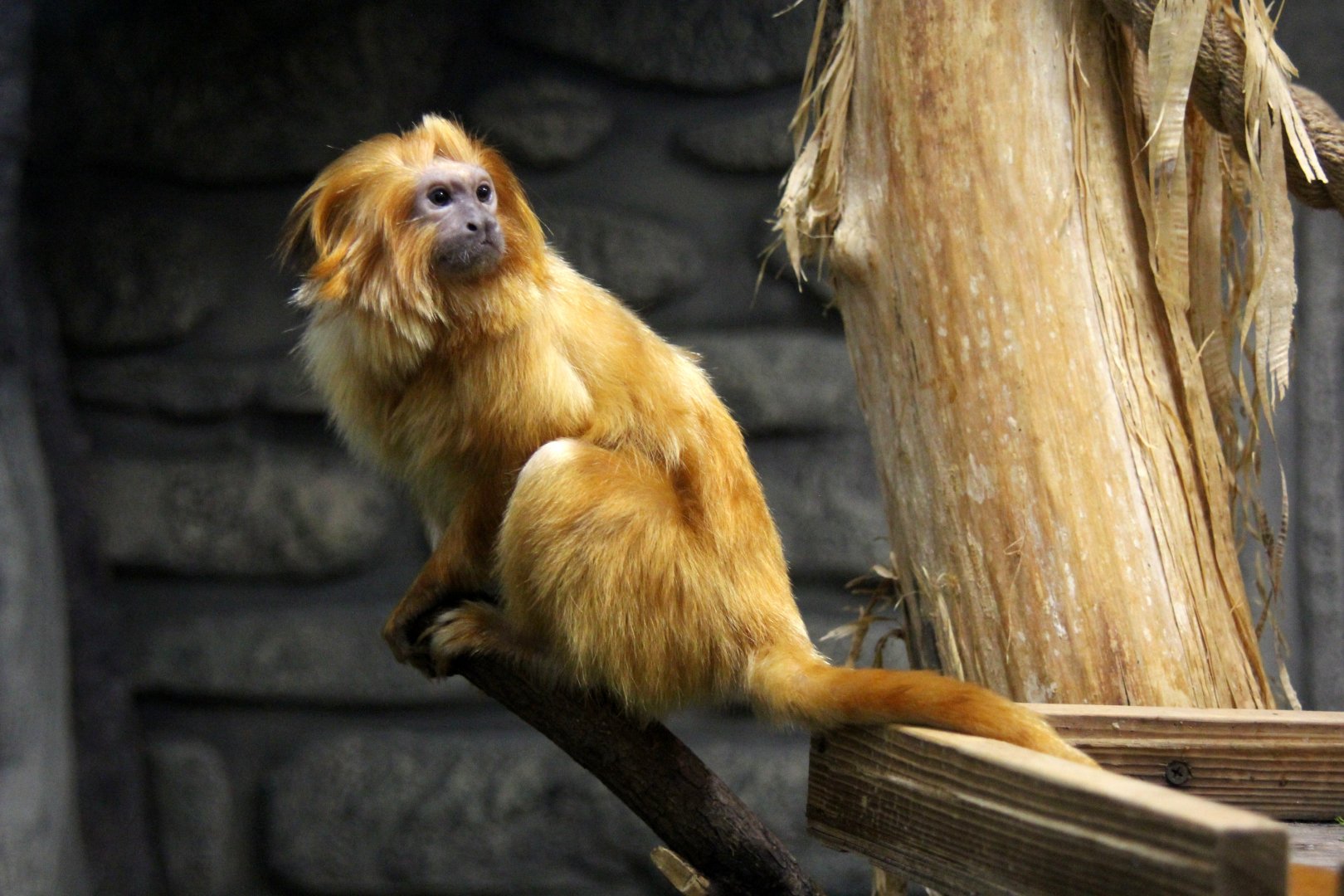 Golden lion tamarin (Leontopithecus rosalia)