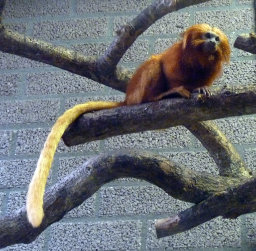 Golden lion tamarin (Leontopithecus rosalia)