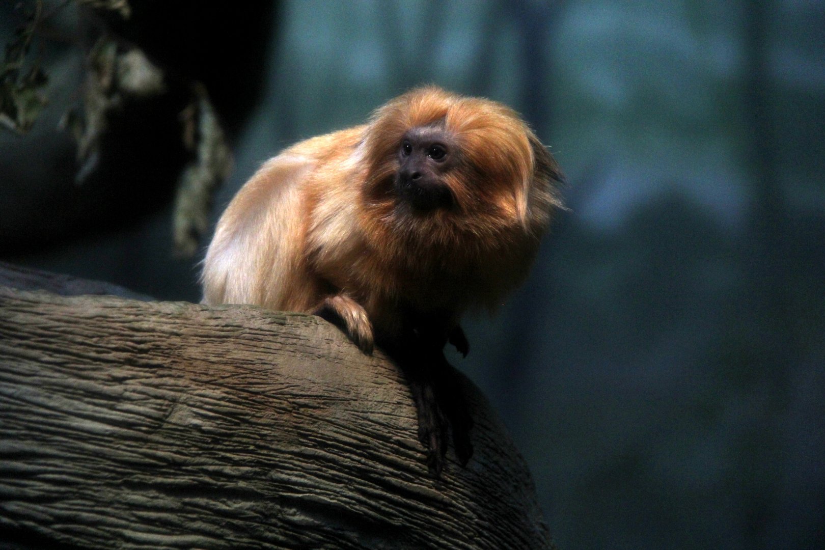 golden lion tamarin (Leontopithecus rosalia)