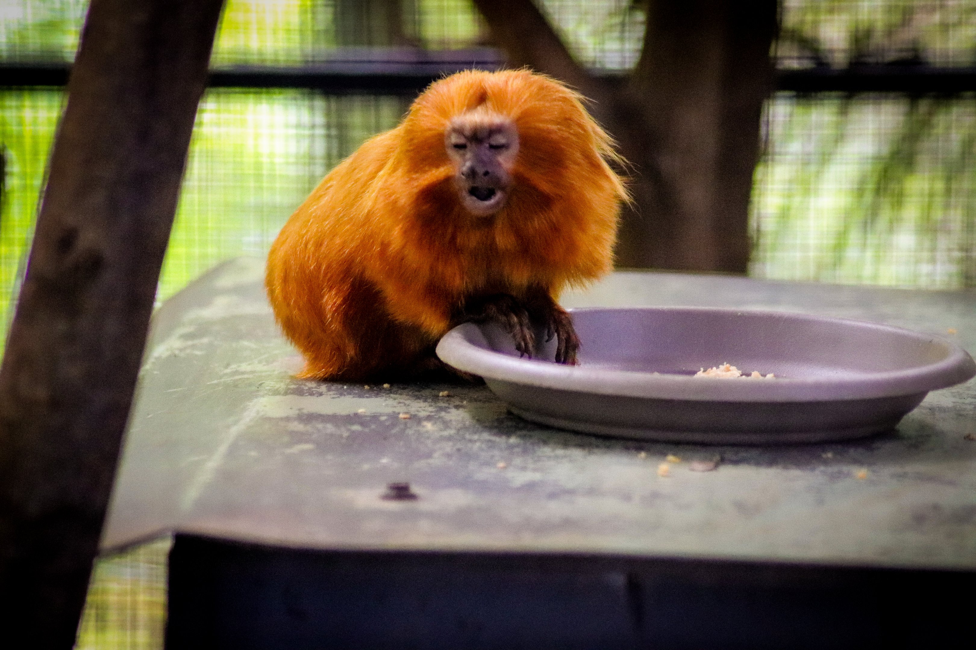 Golden Lion Tamarin (Leontopithecus rosalia)
