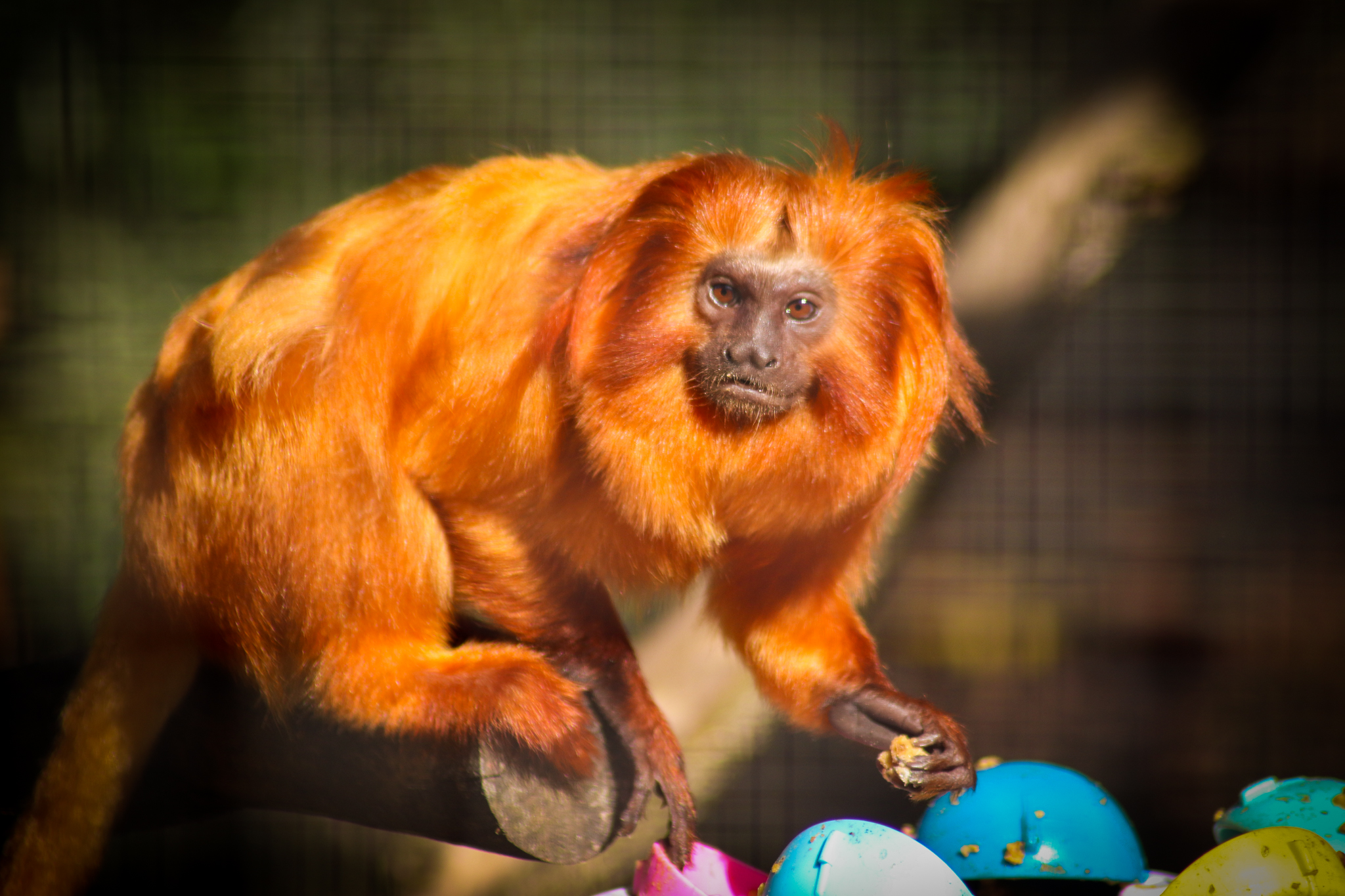 Golden Lion Tamarin (Leontopithecus rosalia)