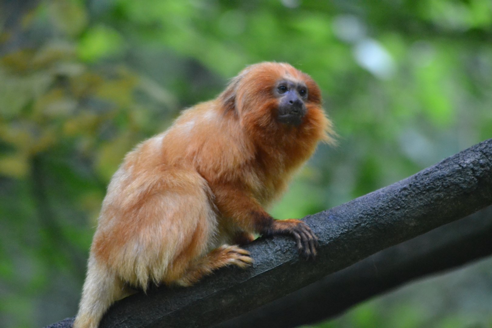 Golden Lion Tamarin - Leontopithecus rosalia