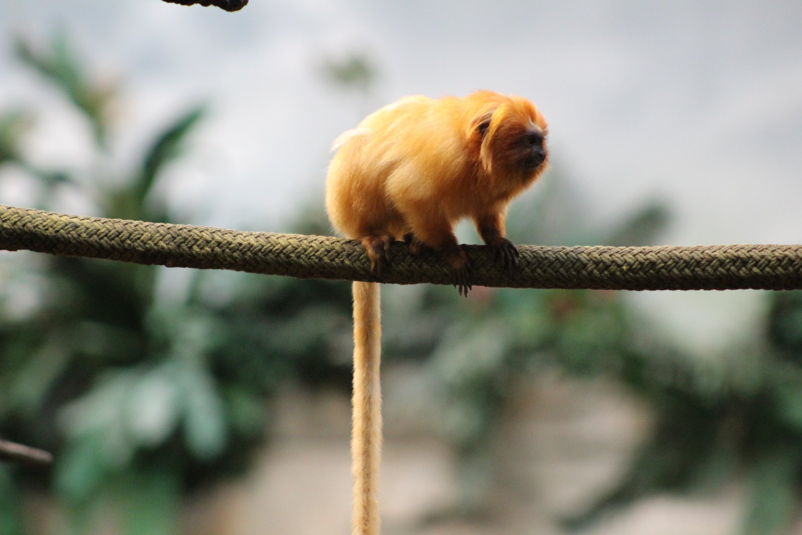 Golden lion tamarin (Leontopithecus rosalia)
