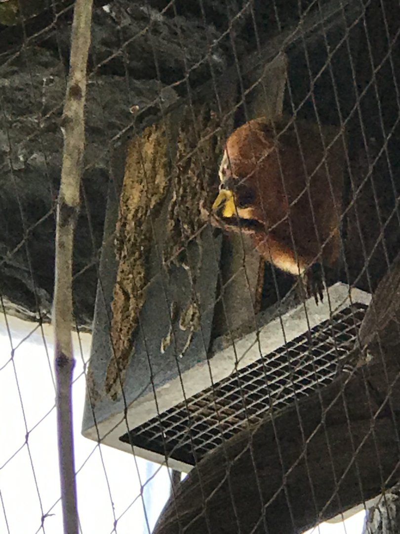 Golden Lion Tamarin (Leontopithecus rosalia)