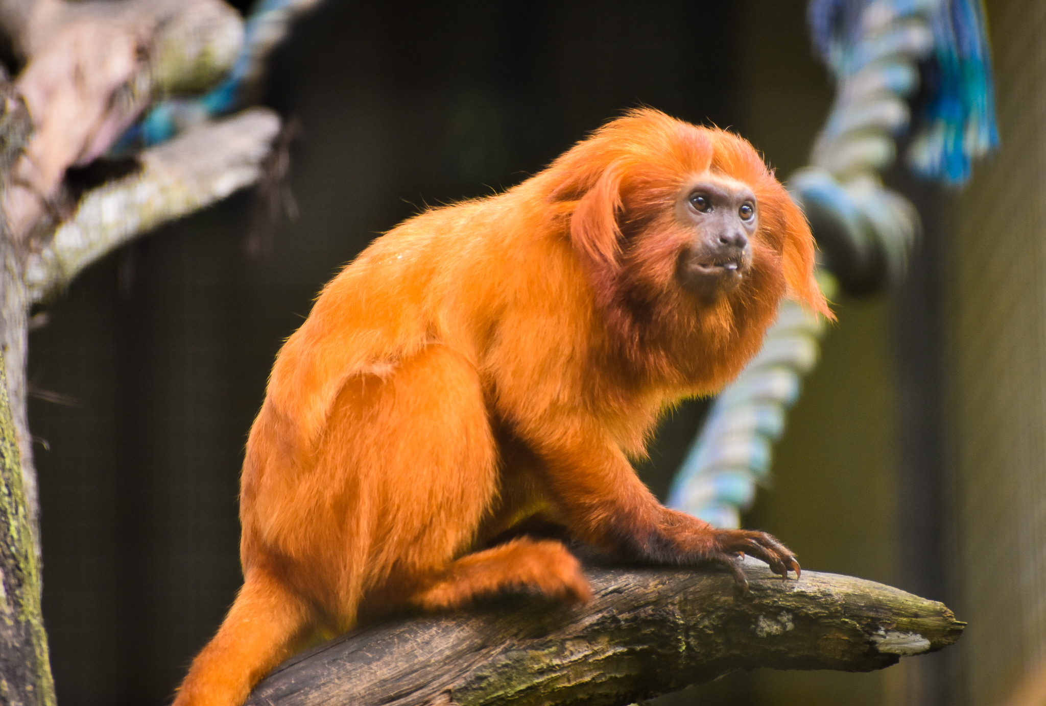 Golden Lion Tamarin (Leontopithecus rosalia)