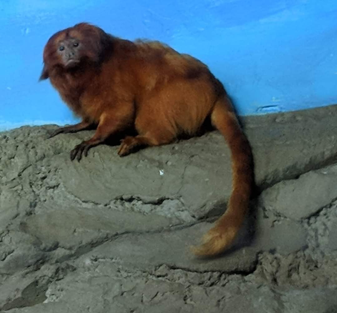 Golden lion tamarin (Leontopithecus rosalia)