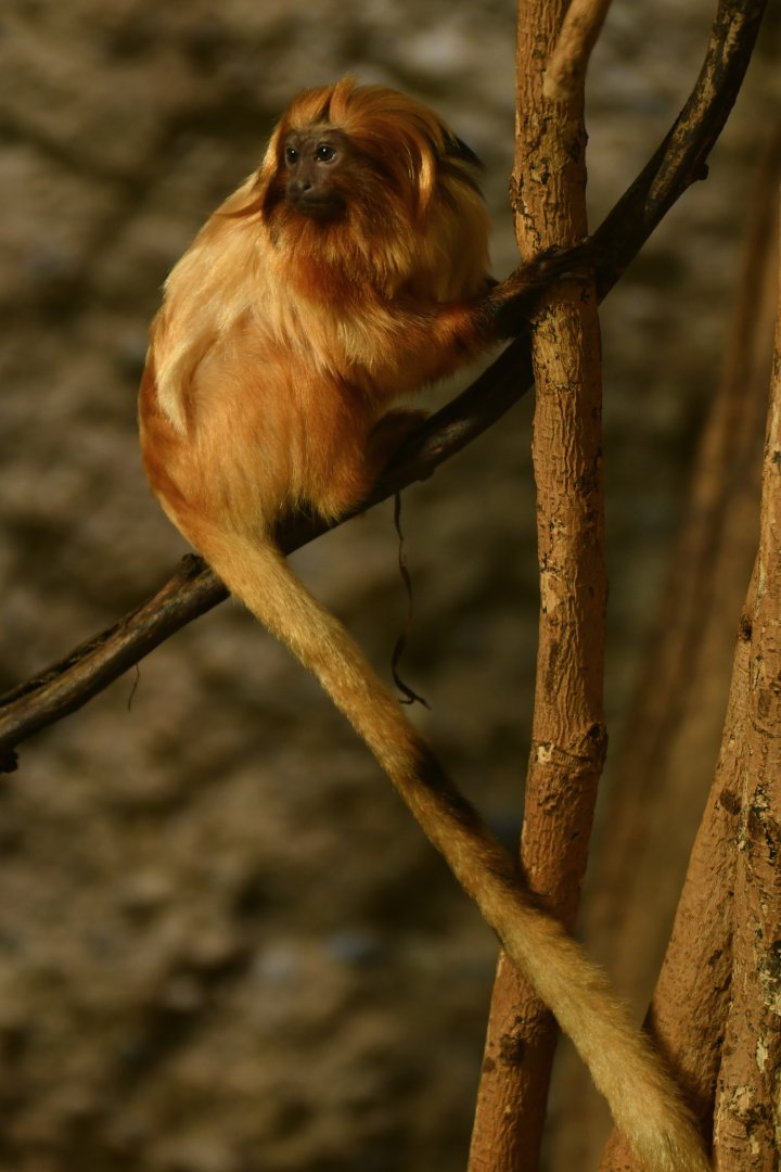 golden lion tamarin (Leontopithecus rosalia)