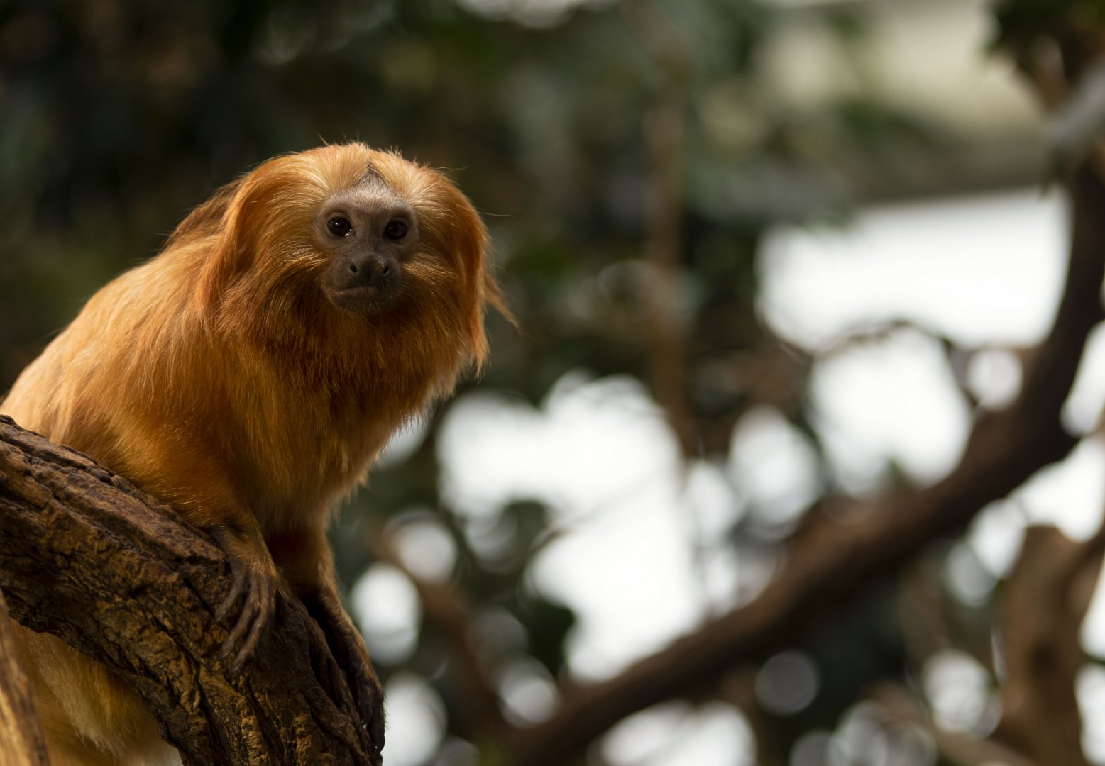 Golden lion tamarin (Leontopithecus rosalia)