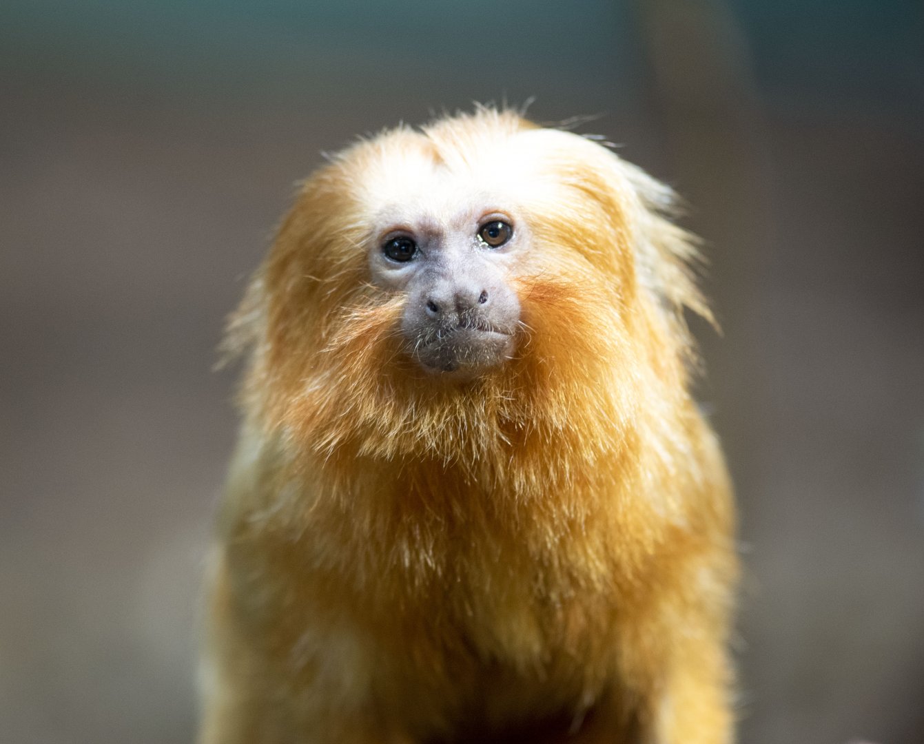 Golden lion tamarin (Leontopithecus rosalia)