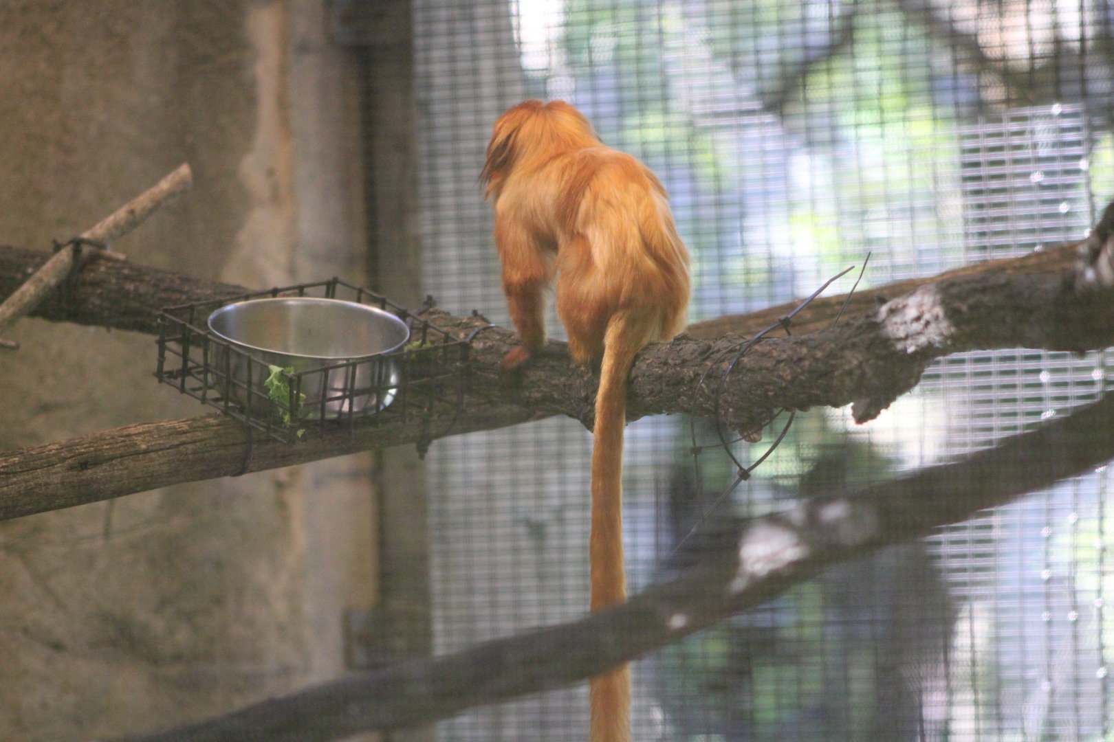 Golden Lion Tamarin (Leontopithecus rosalia)