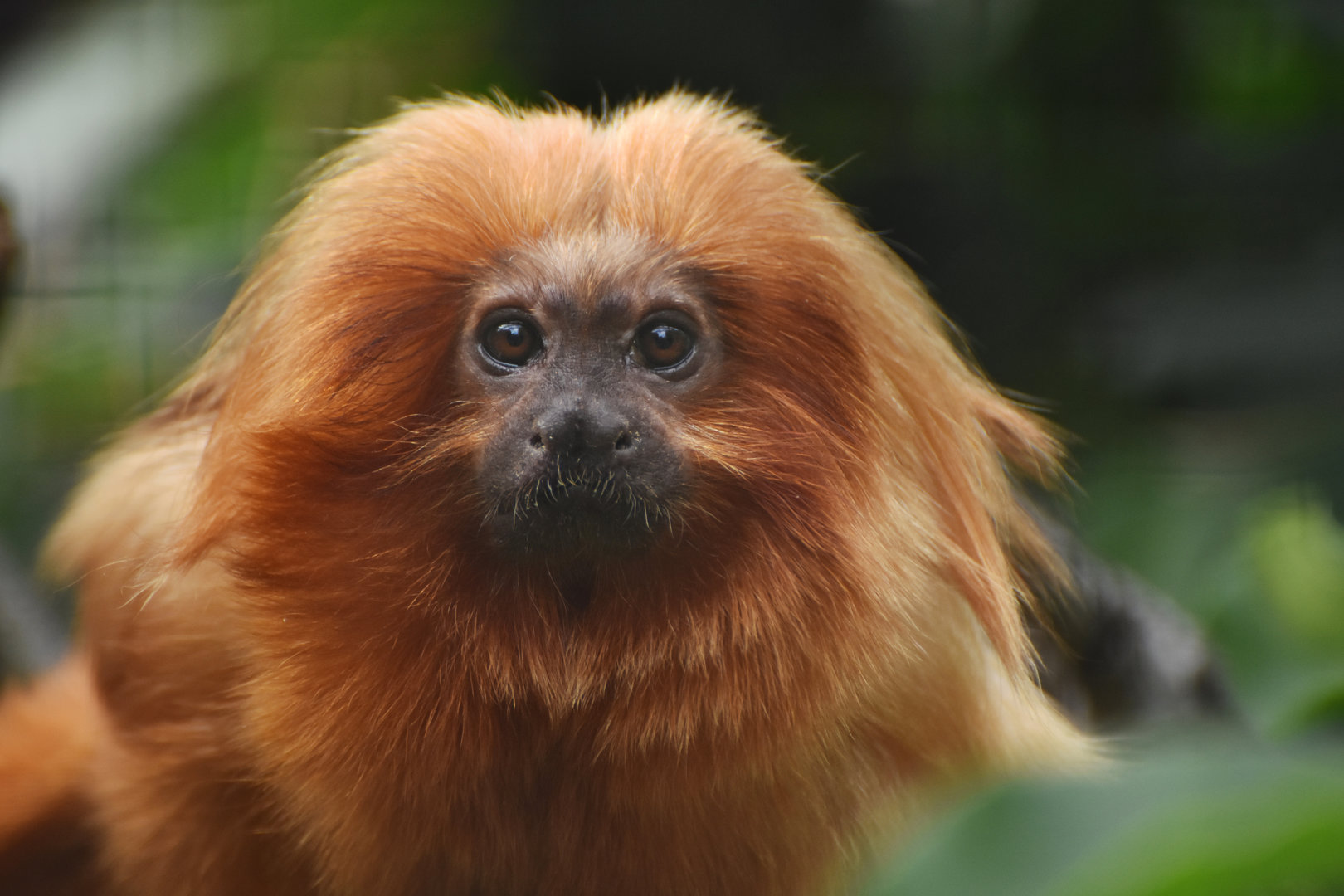Golden lion tamarin (Leontopithecus rosalia)