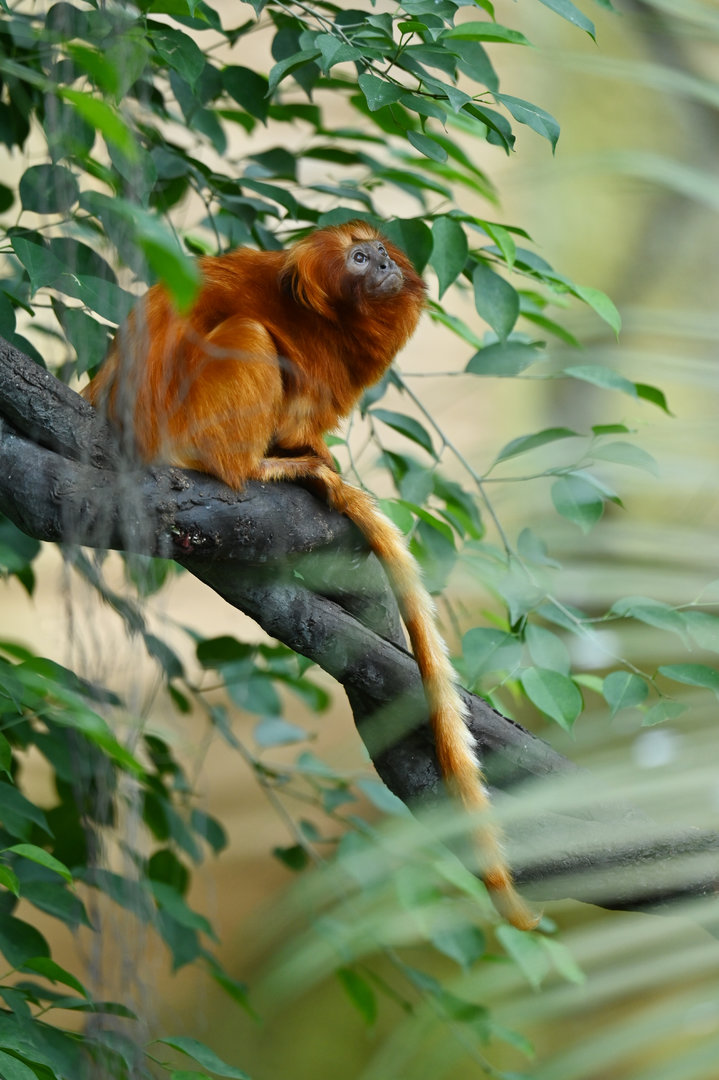 Golden Lion Tamarin (Leontopithecus rosalia)