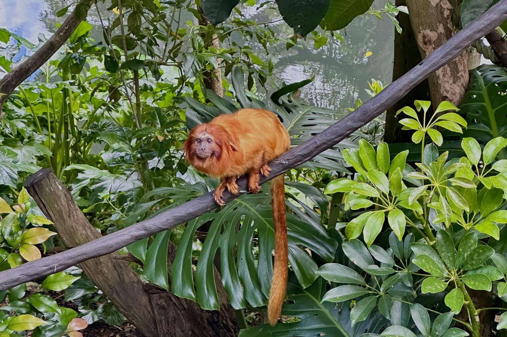 Golden lion tamarin (Leontopithecus rosalia)