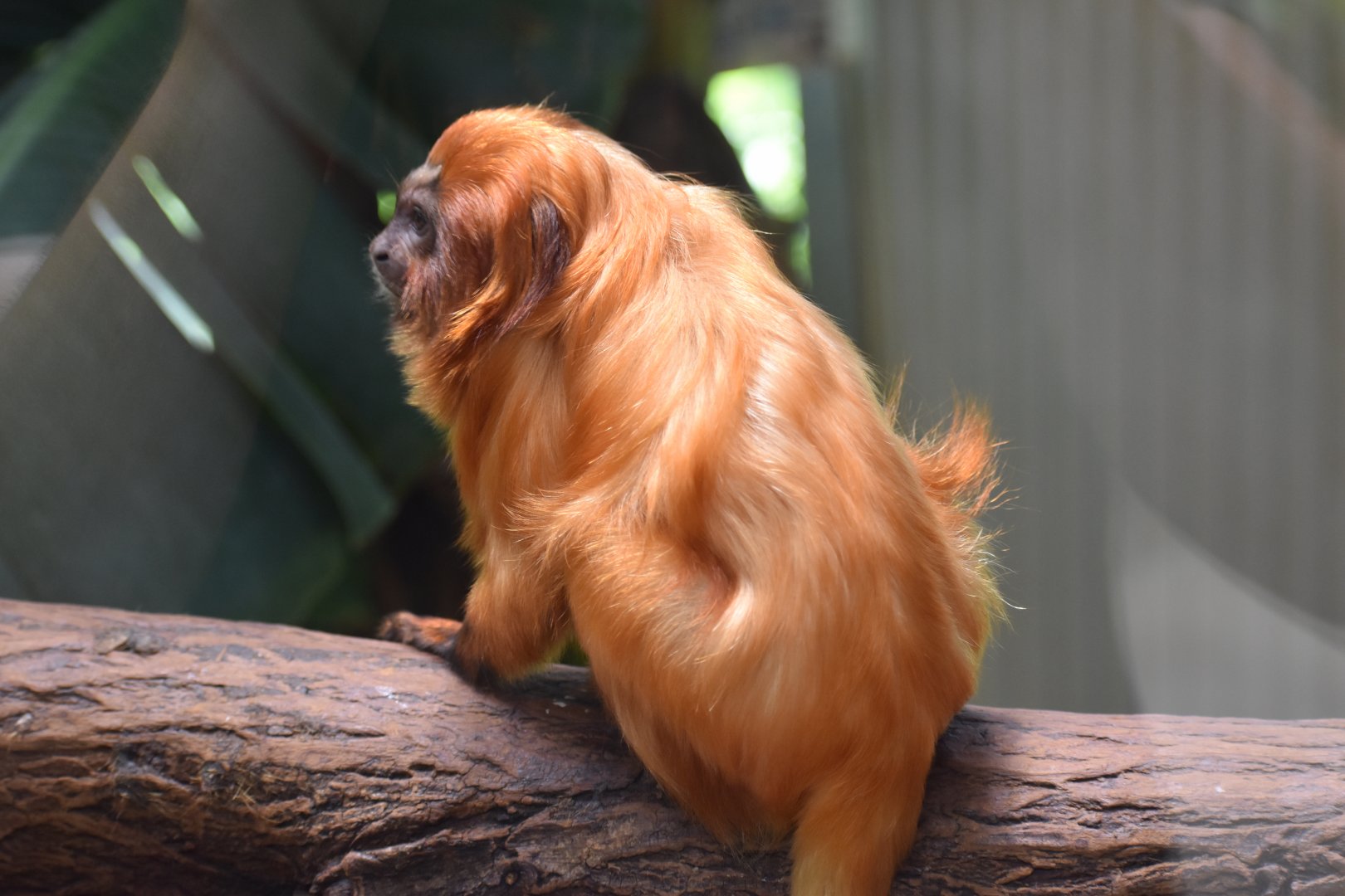 Golden lion tamarin (Leontopithecus rosalia)