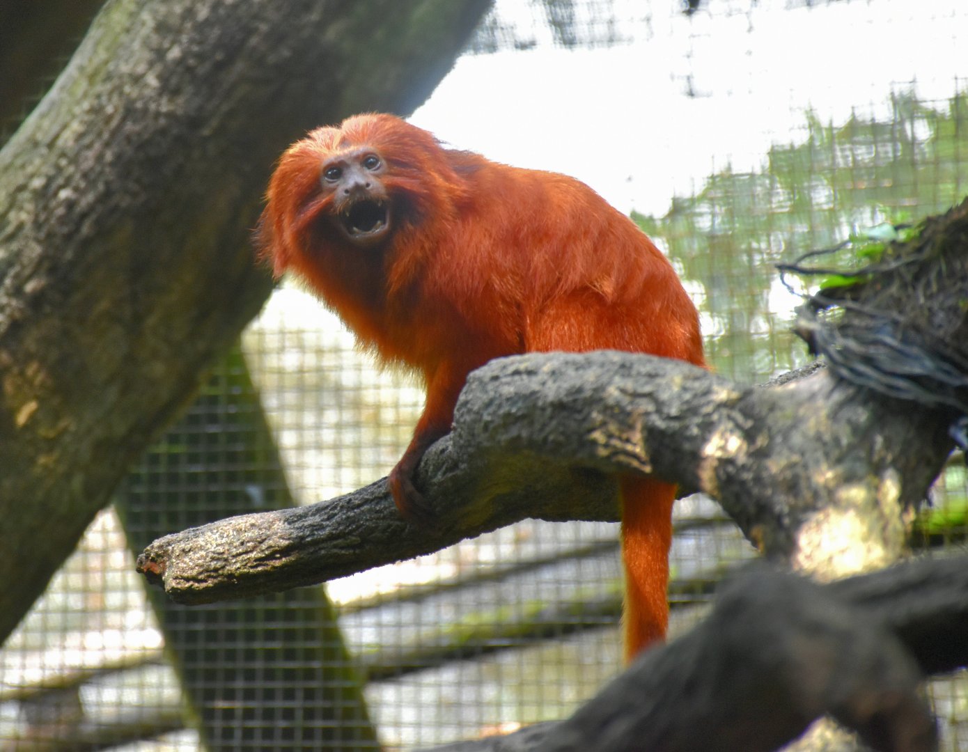 Golden Lion Tamarin (Leontopithecus rosalia)