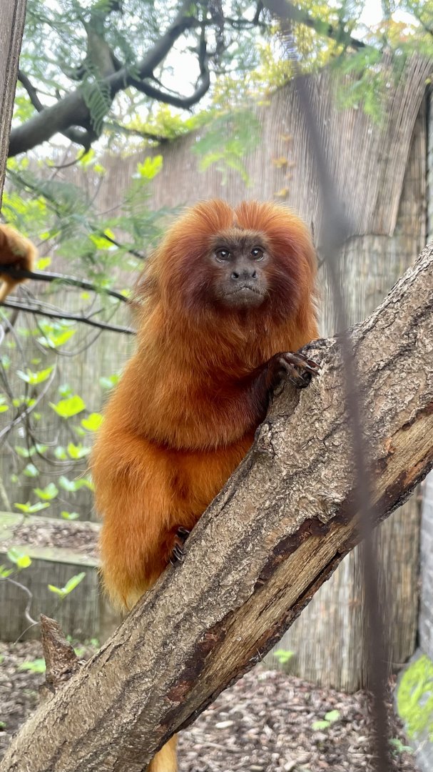 Golden Lion Tamarin, Leontopithecus rosalia