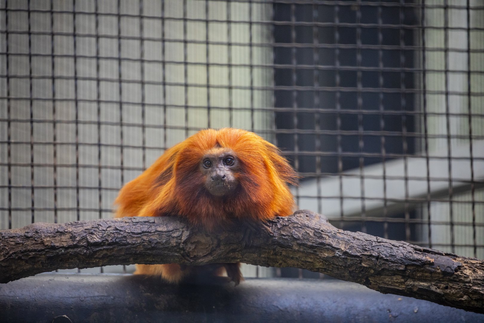 golden lion tamarin (Leontopithecus rosalia)
