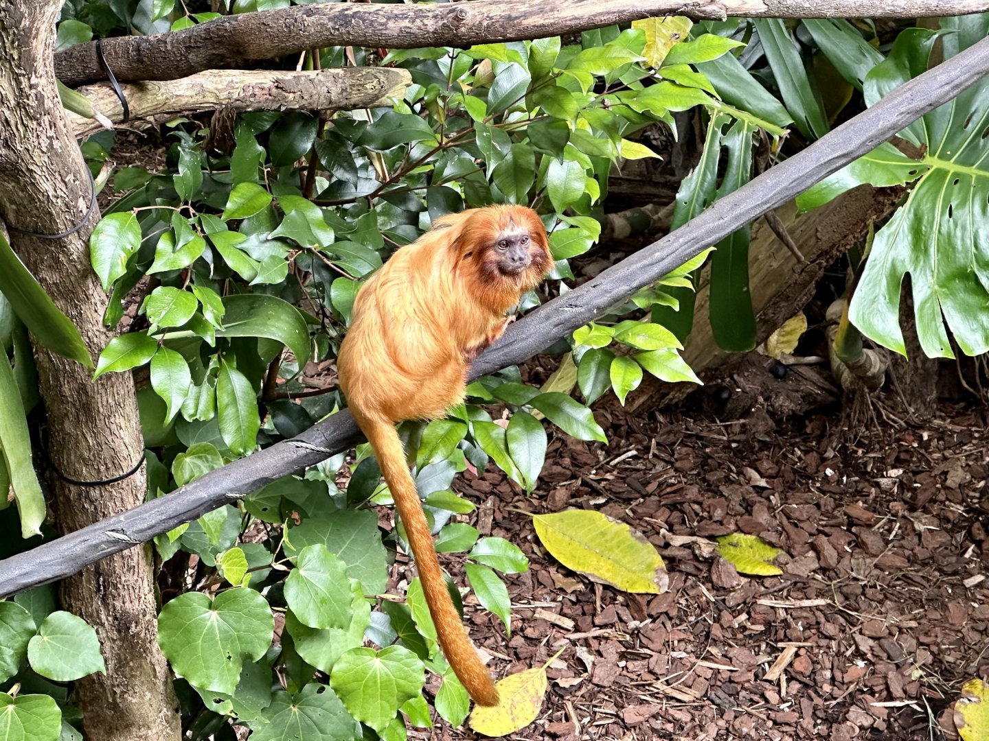 Golden lion tamarin (Leontopithecus rosalia)