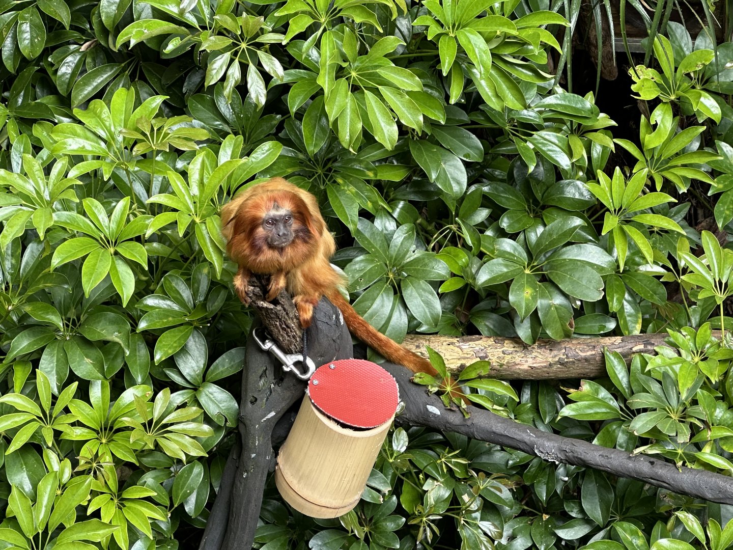 Golden lion tamarin (Leontopithecus rosalia)