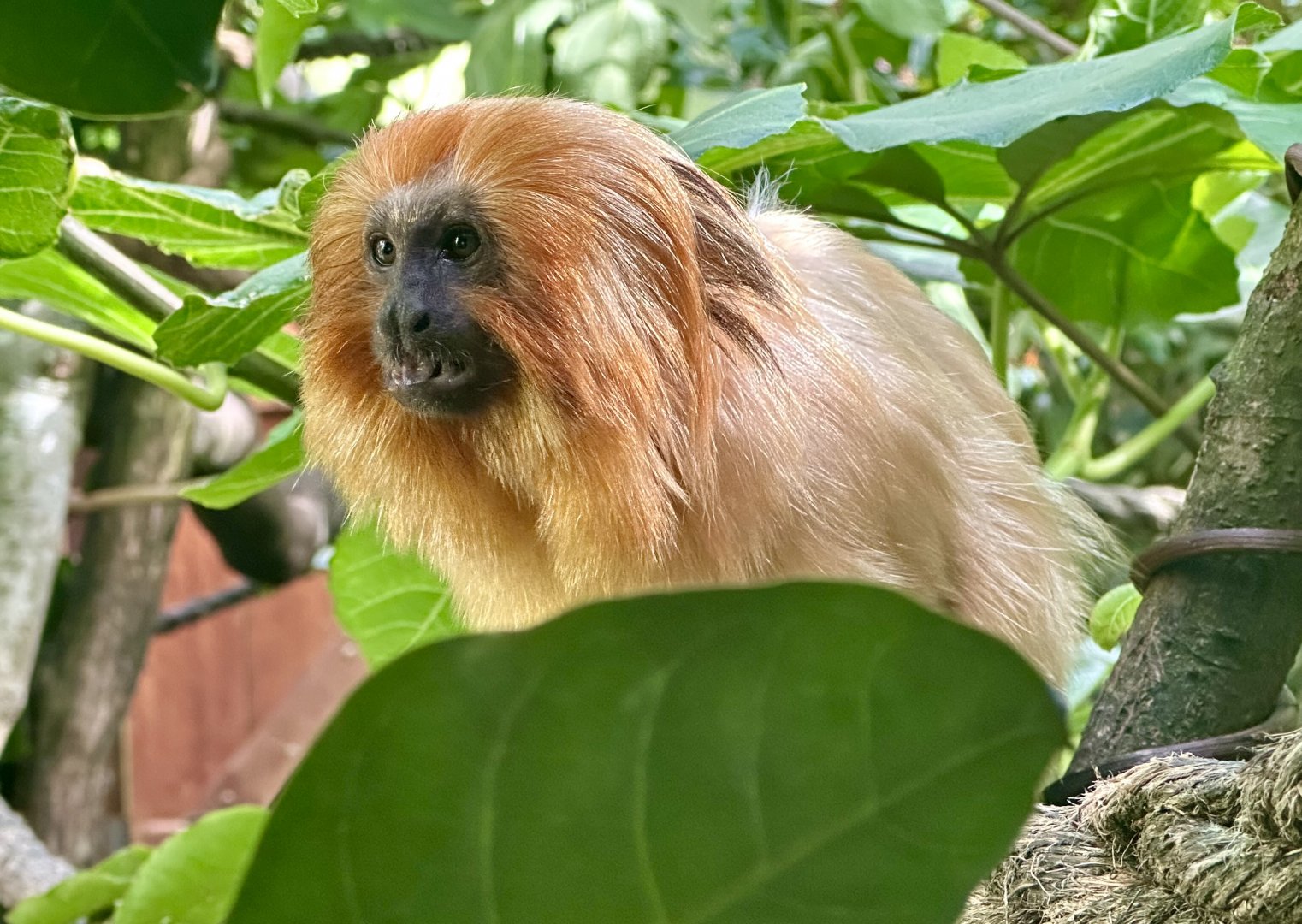 Golden lion tamarin (Leontopithecus rosalia)