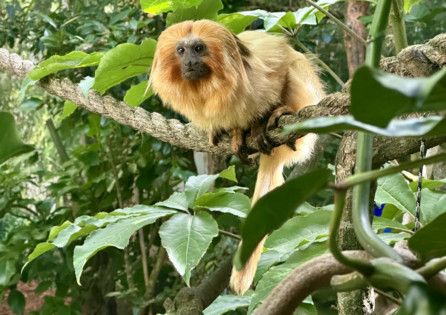 Golden lion tamarin (Leontopithecus rosalia)