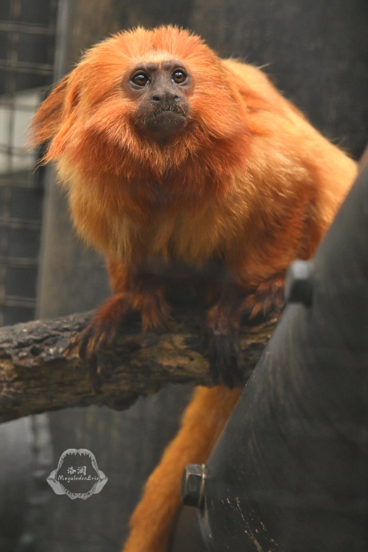 Golden lion tamarin (Leontopithecus rosalia)