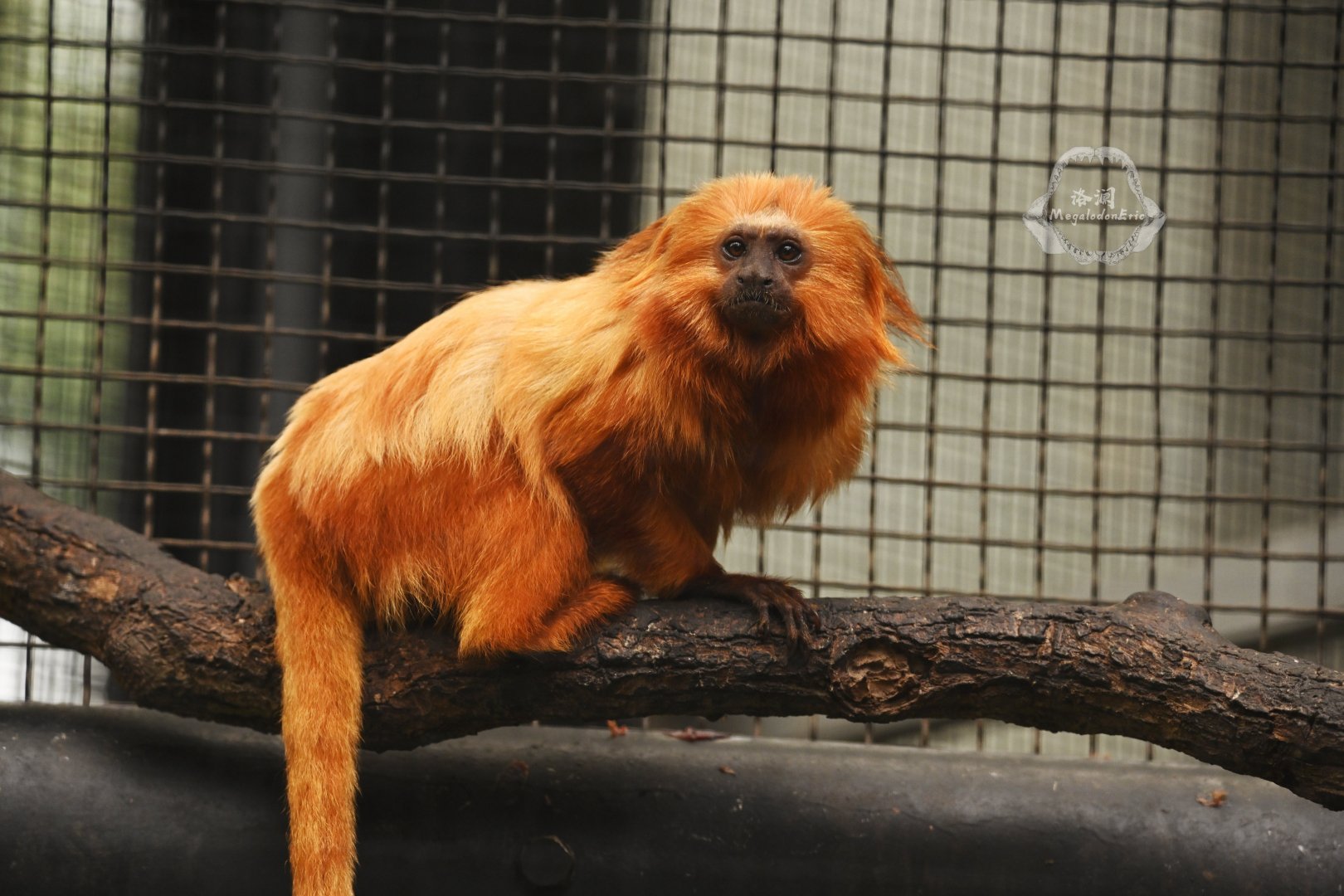 Golden lion tamarin (Leontopithecus rosalia)