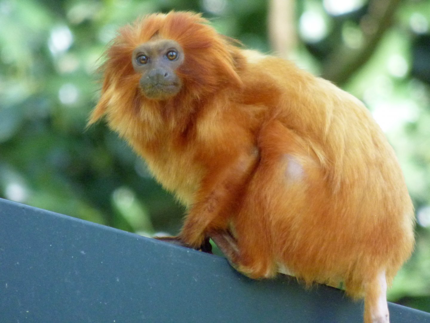 Golden lion tamarin (Leontopithecus rosalia)