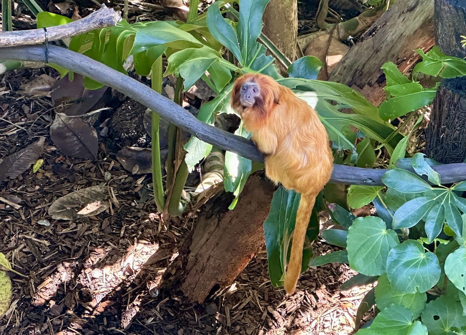 Golden lion tamarin (Leontopithecus rosalia)