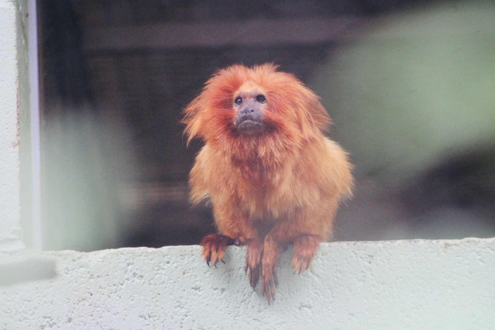 Golden Lion Tamarin (Leontopithecus rosalia)