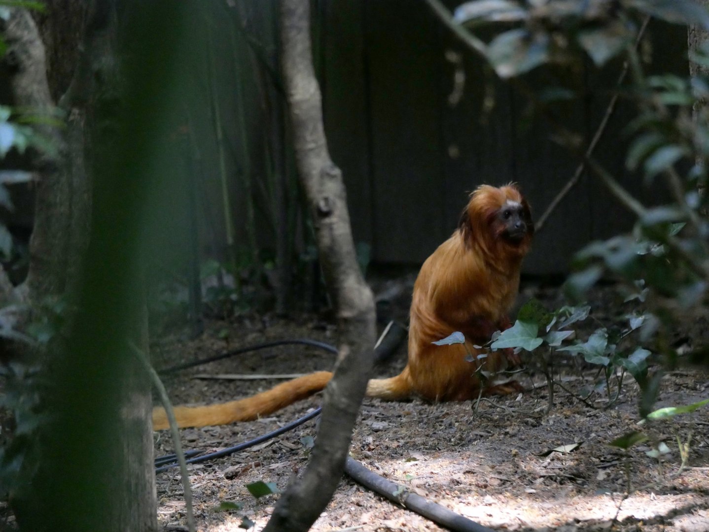Golden lion tamarin (Leontopithecus rosalia)